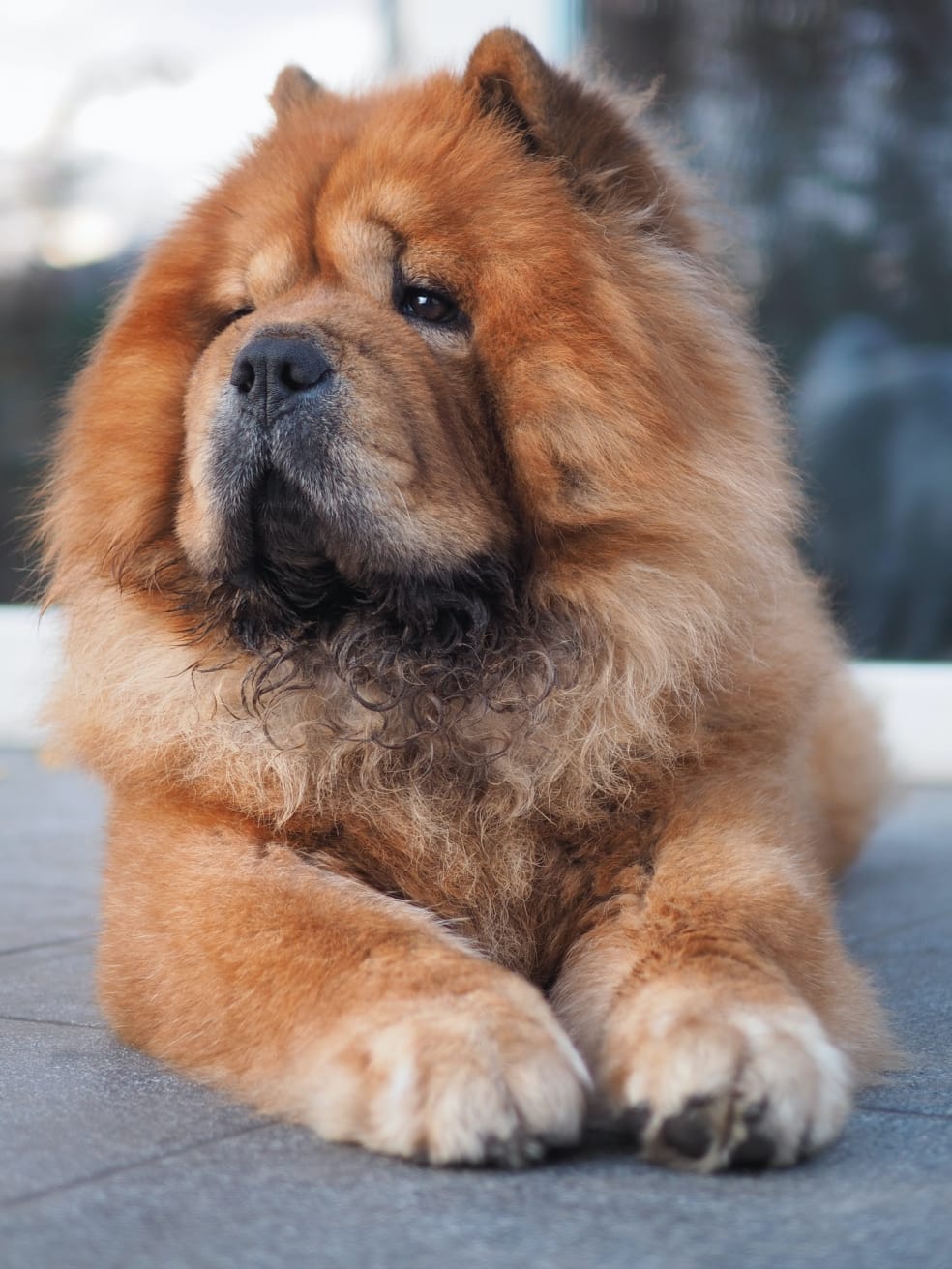 Chow chow shop dog grooming