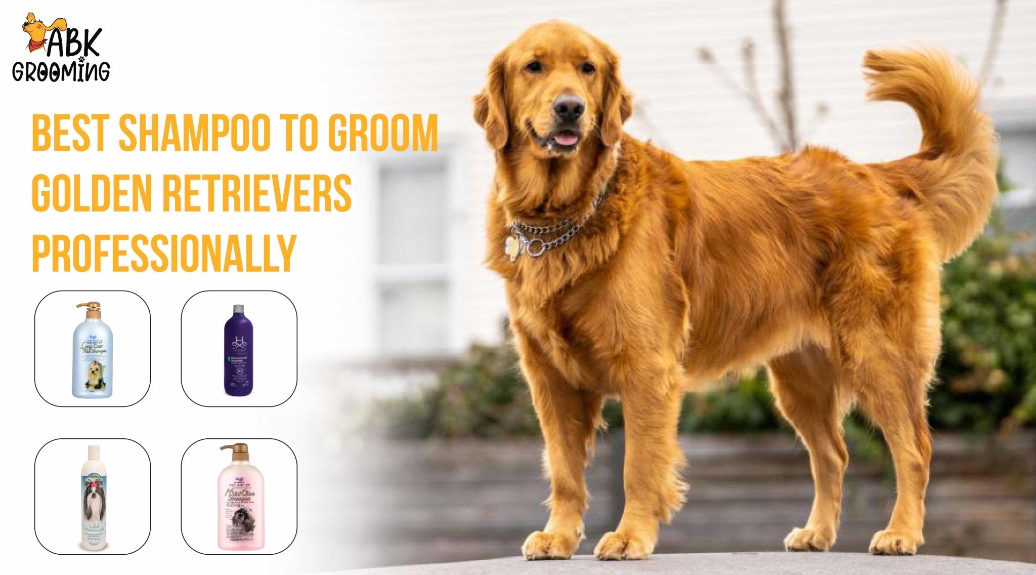 Best shampoo to groom Golden Retrievers professionally ABK