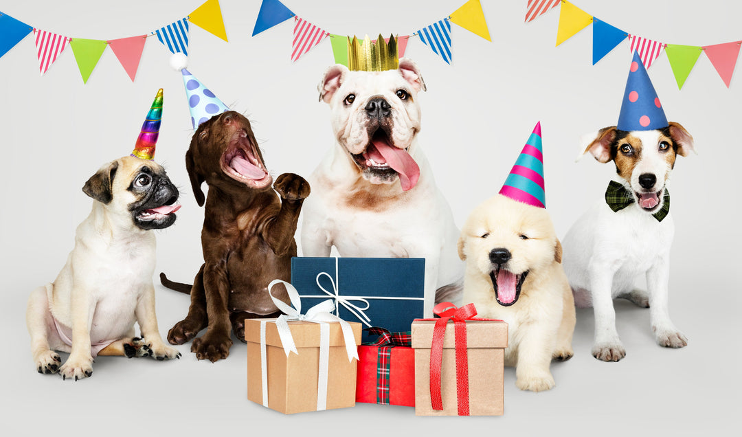 Gift the best to your pooches - abkgrooming