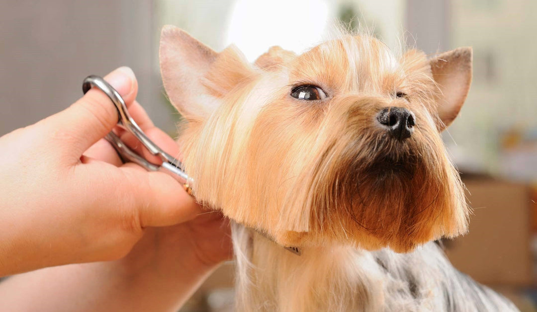 GROOMING FACTS – DOG KEY LANDMARKS - abkgrooming