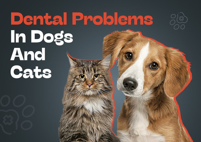 Pet dental health, Pet dental care, Pet dental problems, Signs of dental issues in pets, Dog dental health