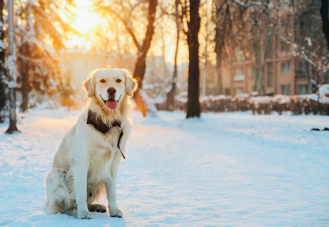 Keep Your Furry Friends Well Groomed This Winter - abkgrooming