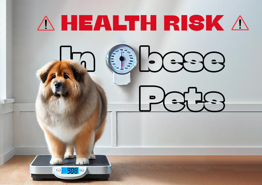 pet obesity, overweight pets, health risks of pet obesity, dangers of pet obesity, causes of pet obesity