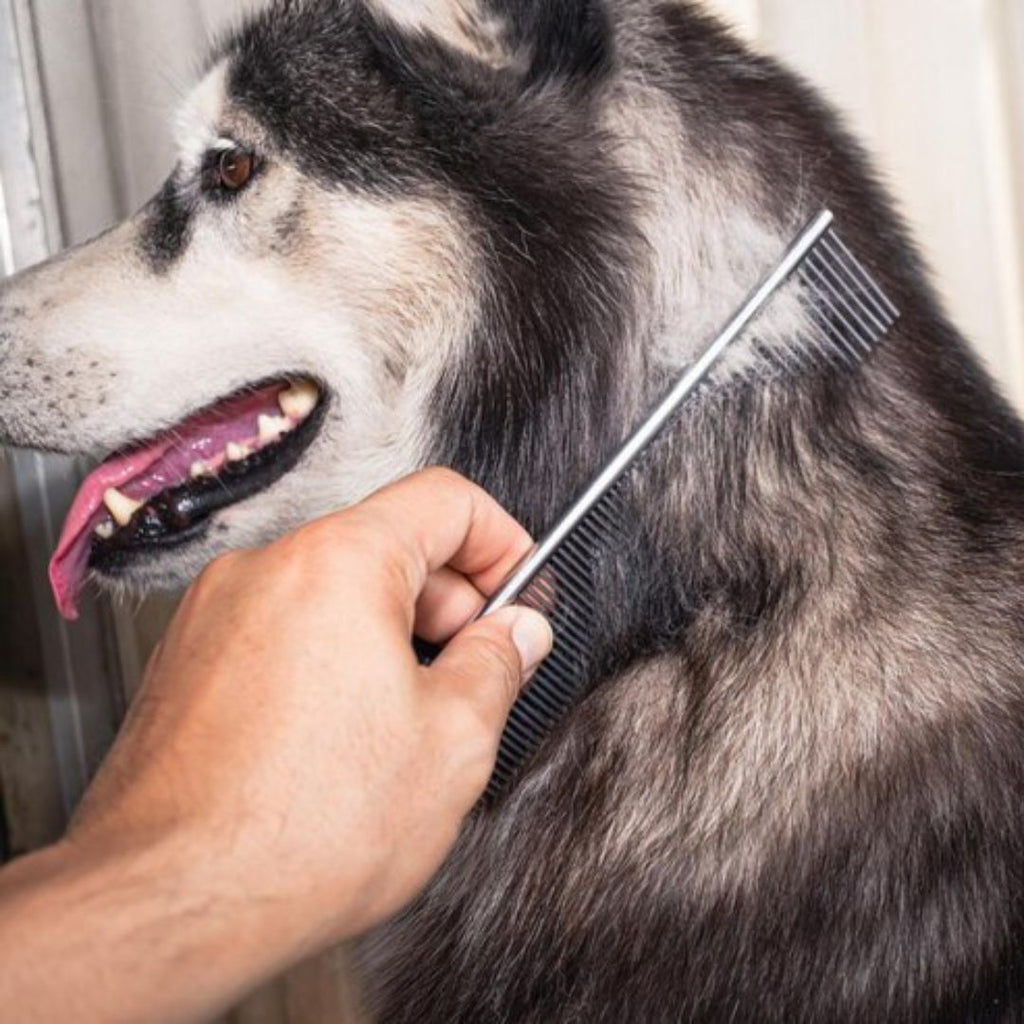 How to Treat Itchy Skin on Dogs: Remedies and Relief