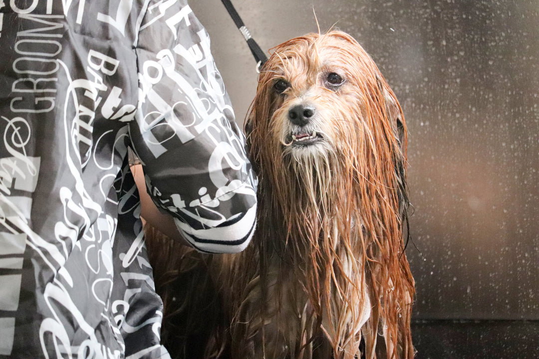 5 Perks of using  Biogroom Pet Shampoo - abkgrooming