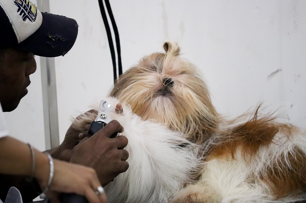 The Differences Between Home Pet Grooming and Professional Pet Grooming - abkgrooming