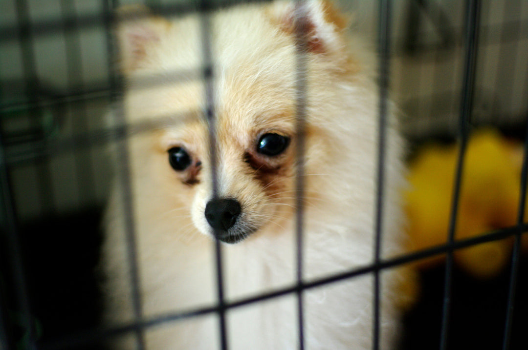 Runner Cage Modular System - abkgrooming