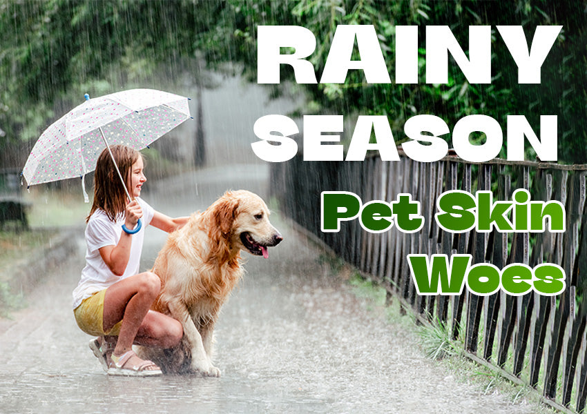 rainy season, monsoon care for pets, tips to keep your dog dry in monsoon, Dog care in rainy season, how to take care of pets in monsoon