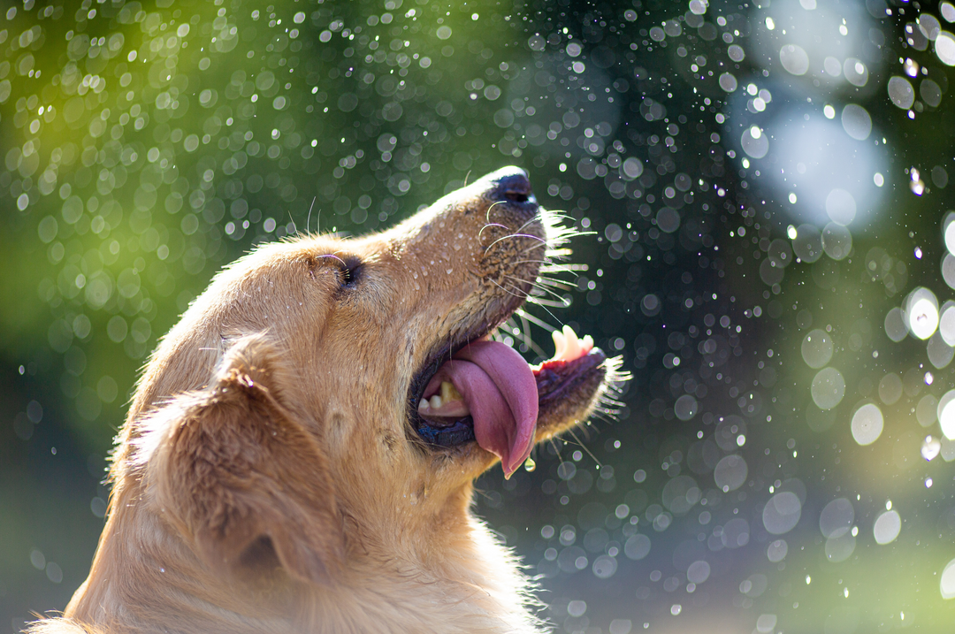 6 Products to Keep Your Dog Clean Without a Bath