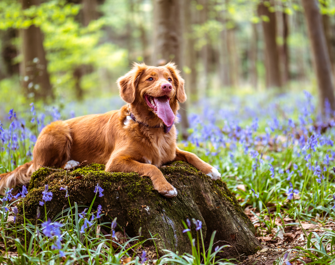 Dog Perfumes: Smell Good at All Times