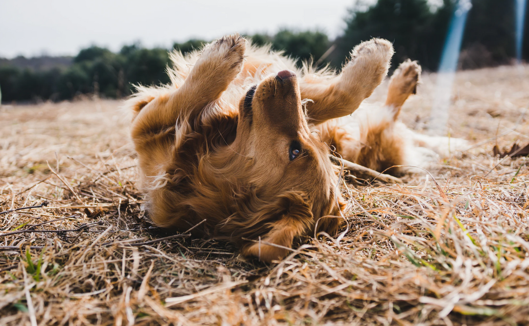 5 Fun DIY Brain Games for Dogs