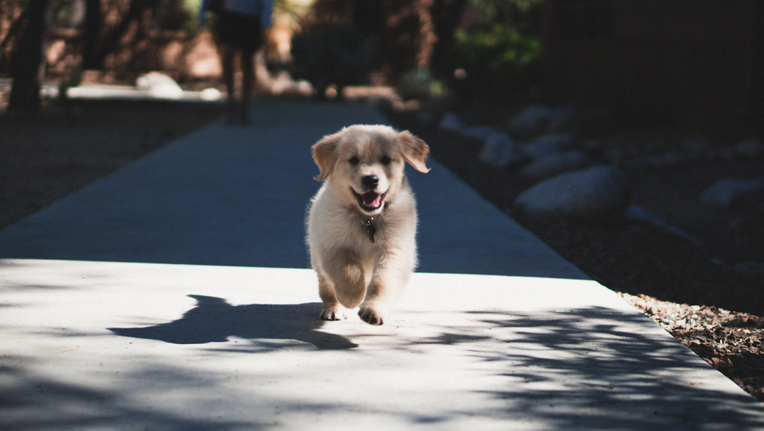 What to Expect at Your Puppy’s First Vet Visit