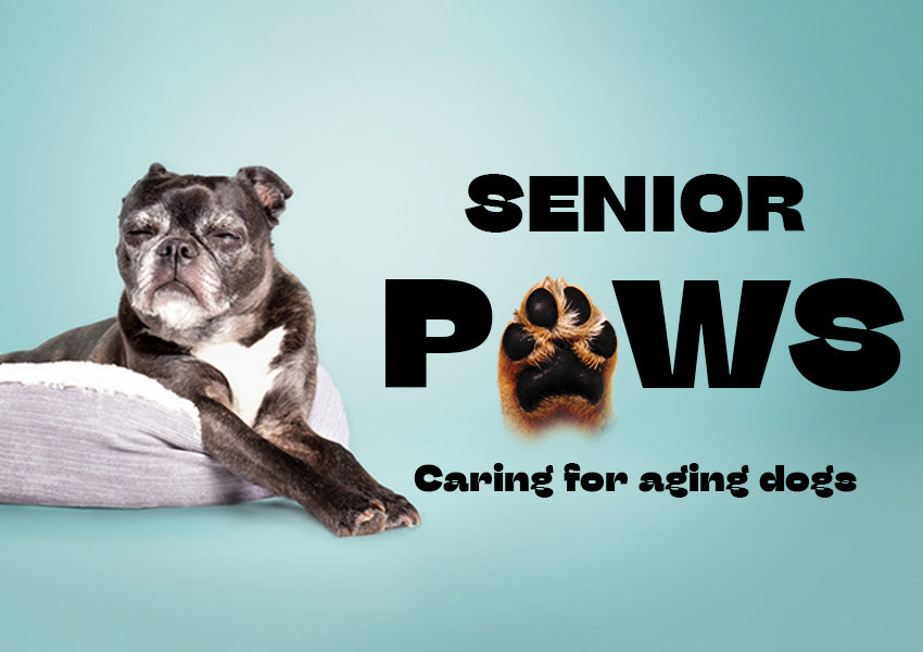 nutrients for dogs, dog diet, healthy food for dogs, senior dog diet, what should senior dogs eat, exercise for old dogs, activities to do with senior dog, Senior dog care,Exercise for senior dogs, Health check-ups for senior dogs