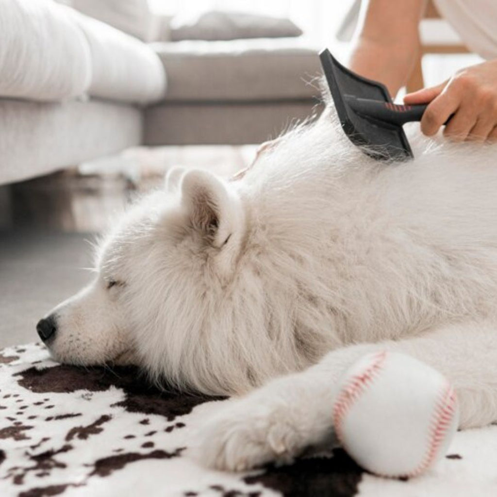 Deshedding Tools: A Step-by-Step Guide to Using Them