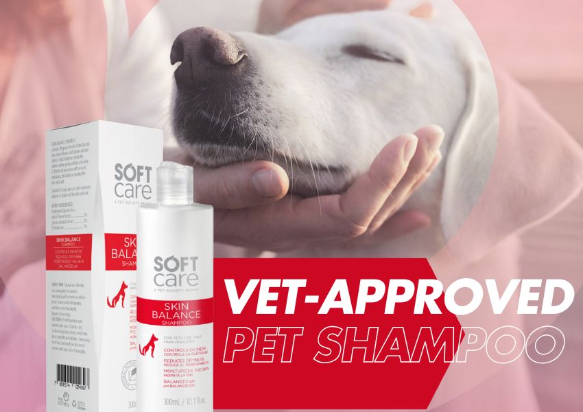 5 Vet-Approved Pet Products You Should Have in 2025