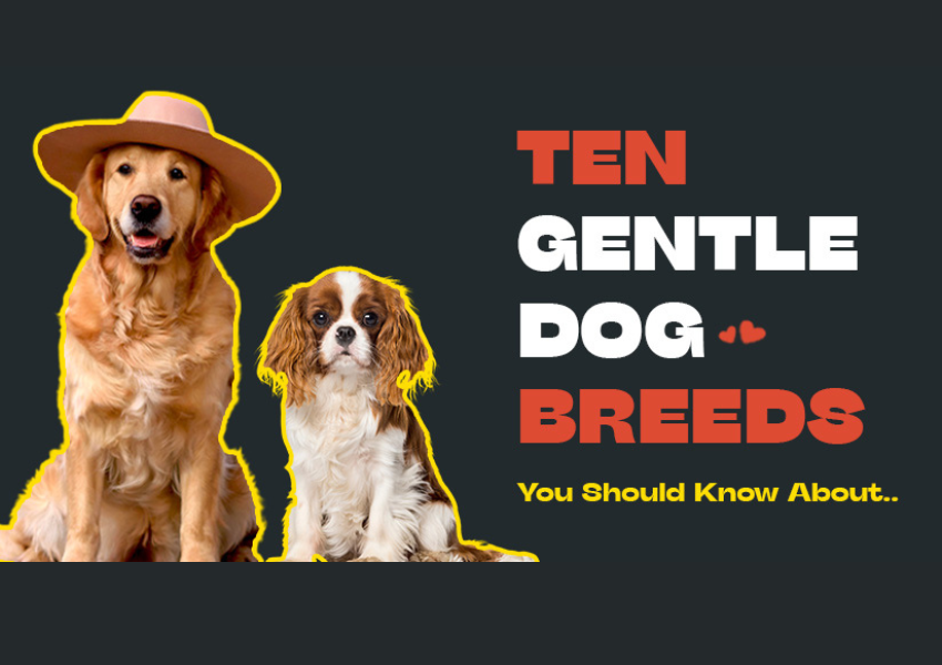 10 Gentle Dog Breeds You Should Know!