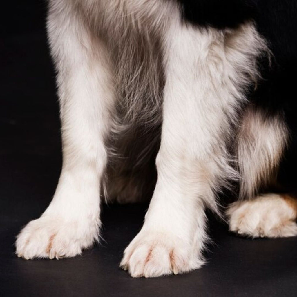 What are some effective ways to clean your dog's paws?