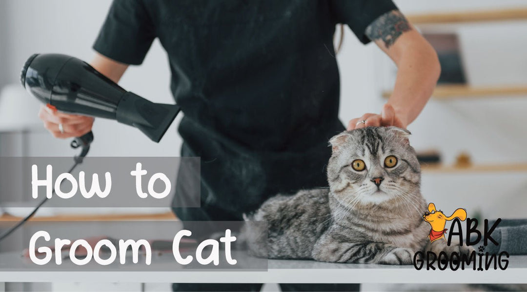 A Complete Guide to Grooming your Cats - ABK Grooming