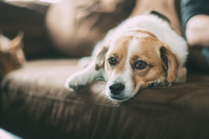 A Guide To Dog Allergies And Symptoms - ABK Grooming