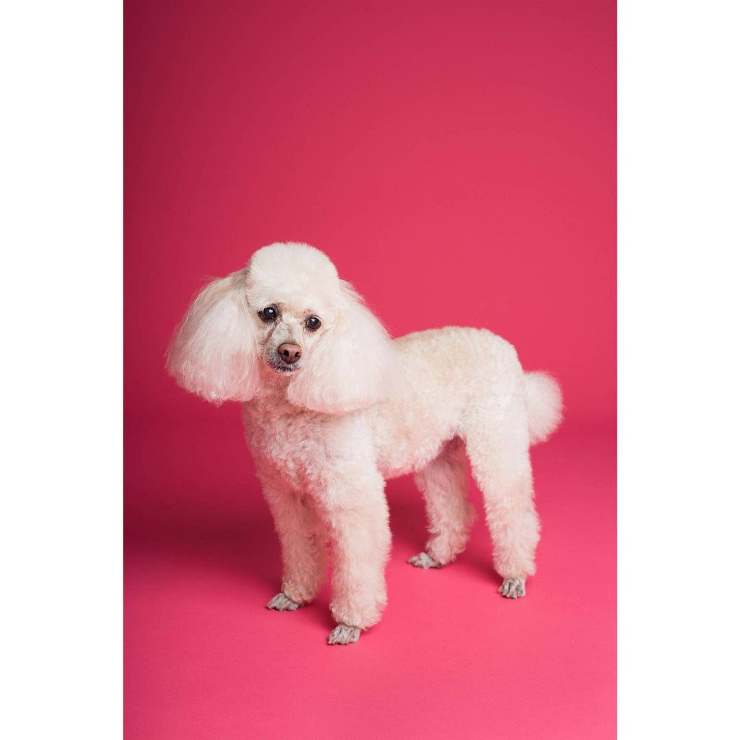 How to Groom a Poodle? - abkgrooming