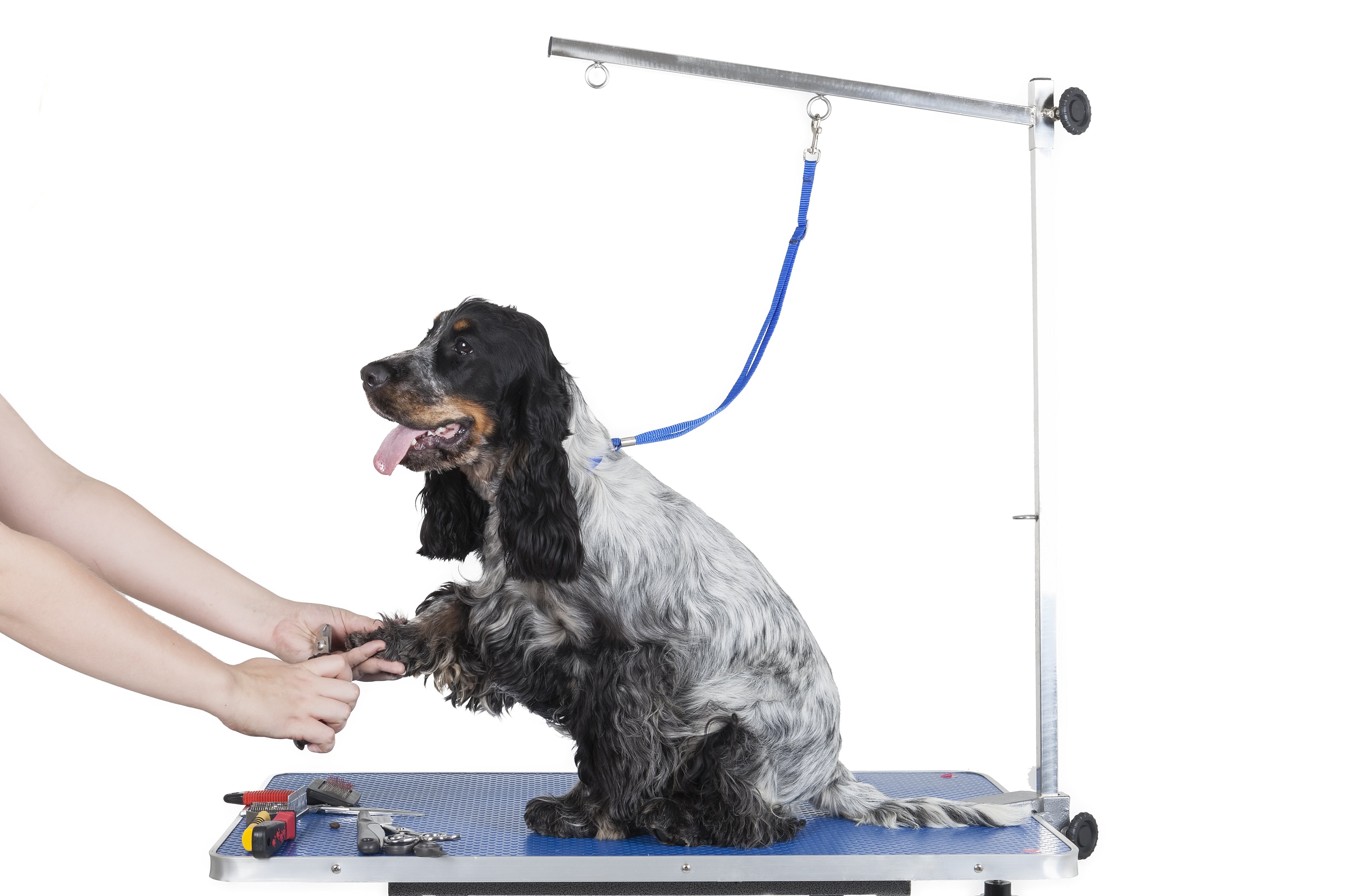 ABK Guide Choose the Best Pet Grooming Table For You ABK grooming