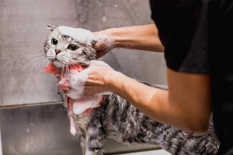 ABK’s Guide to Pet’s Coat Care: Shampoos and Conditioners for Pets - ABK Grooming