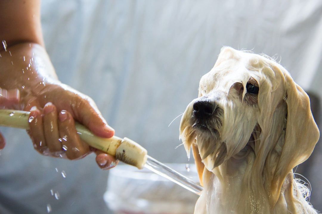 best 8 shampoos for your pets