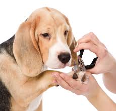 Grooming a Beagle- Abk grooming tips