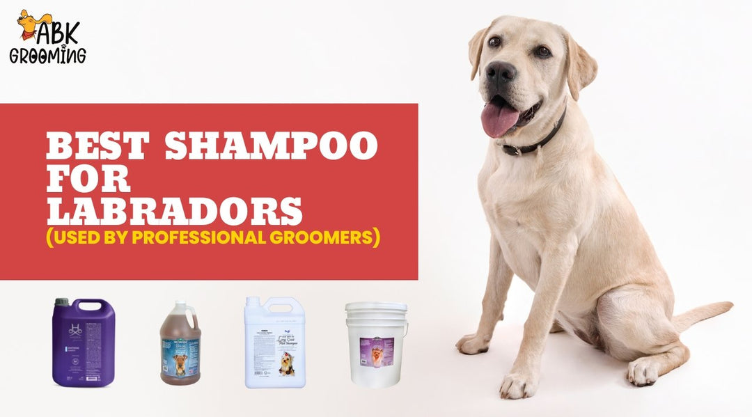 Best shampoo for a Labradors (Used by professional groomers) - ABK Grooming