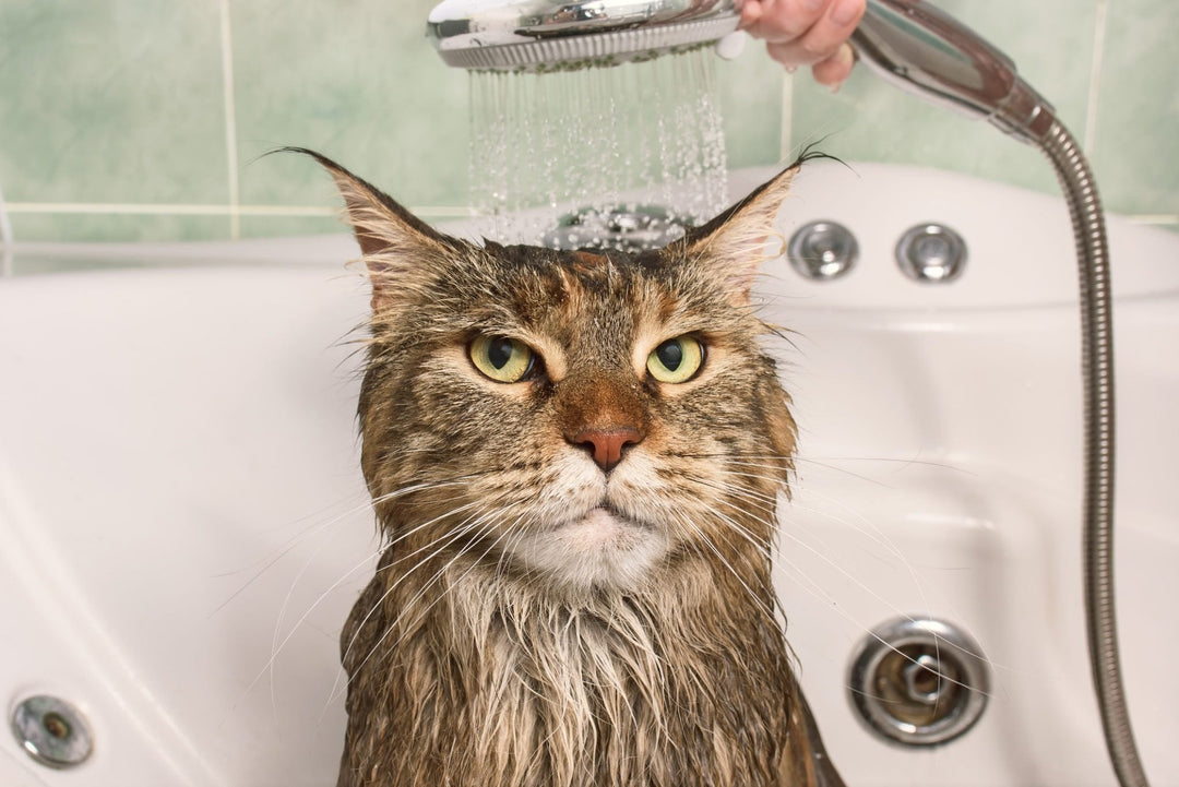 Cat Bathing Tips - ABK Grooming