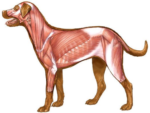 Dog anatomy - ABK Grooming