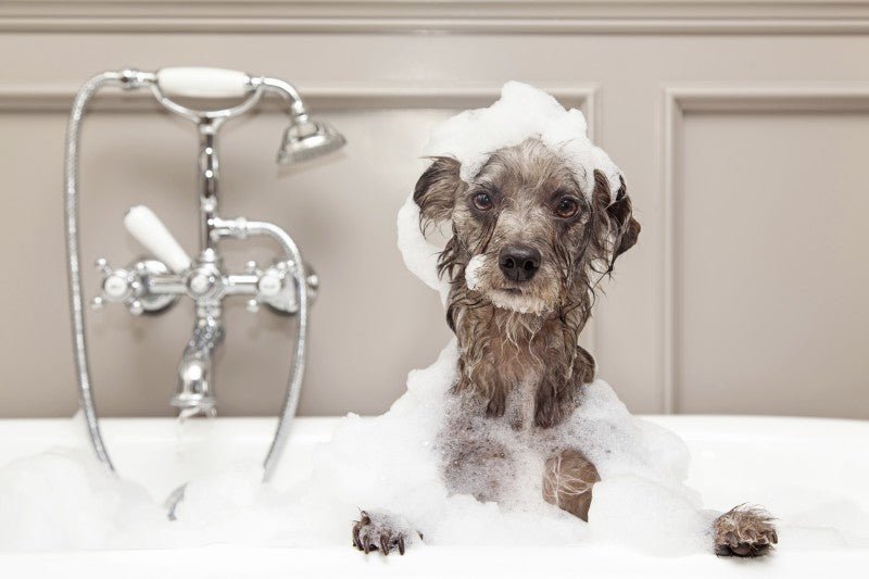 Guide for shampoo and conditioners for Puppy - ABK Grooming