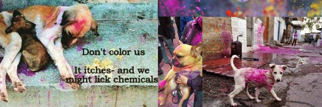 Don’t throw colour on animals -Have a Cruelty-Free Holi :) !! - abkgrooming