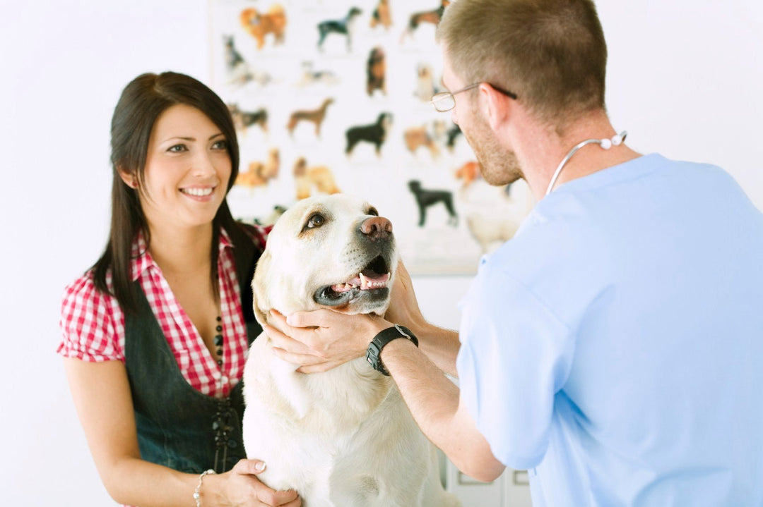 How Frequently Should I Take My Dog To The Vet? - ABK Grooming