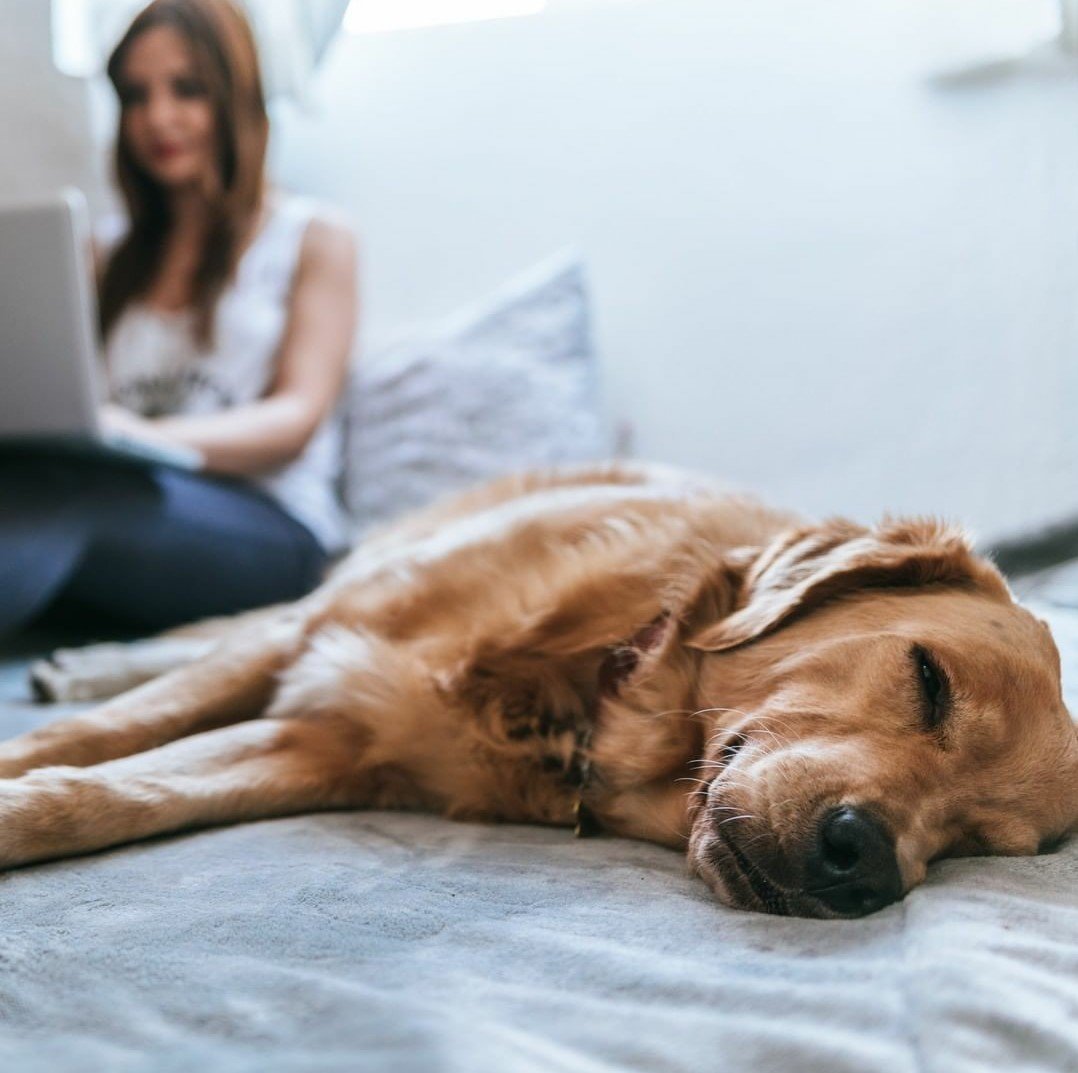 Lockdown Woes: Keep Dogs Busy While You Work at Home! | ABK Grooming