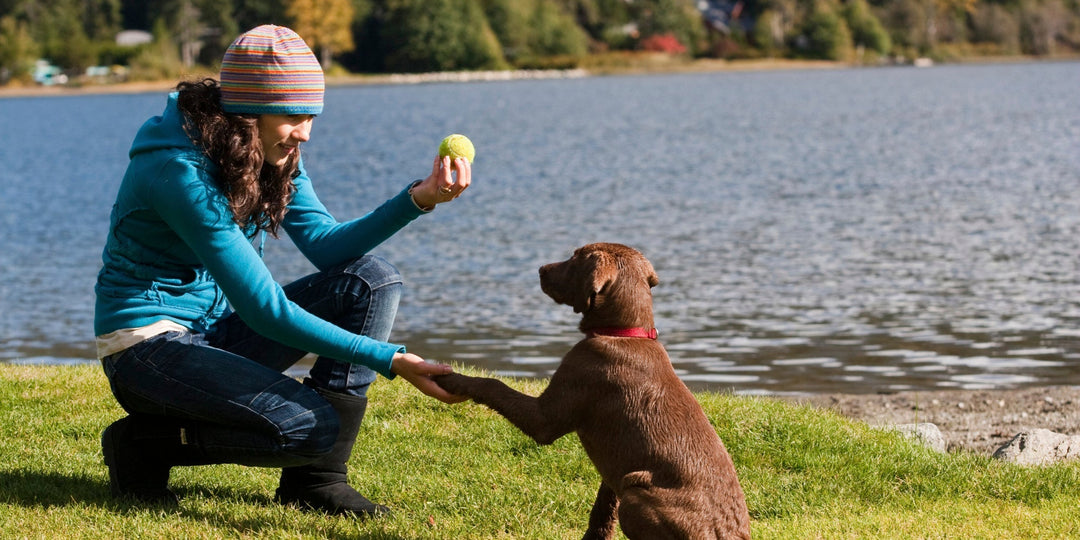 Nine Must Have Supplies For Your New Puppy - ABK Grooming