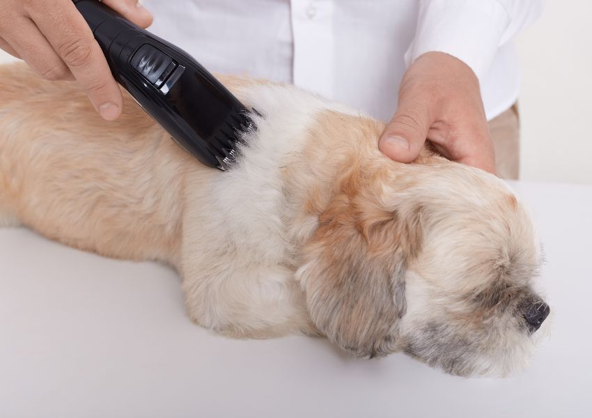 7 Essential Parts of a Pet Clipper Every Groomer Must Know