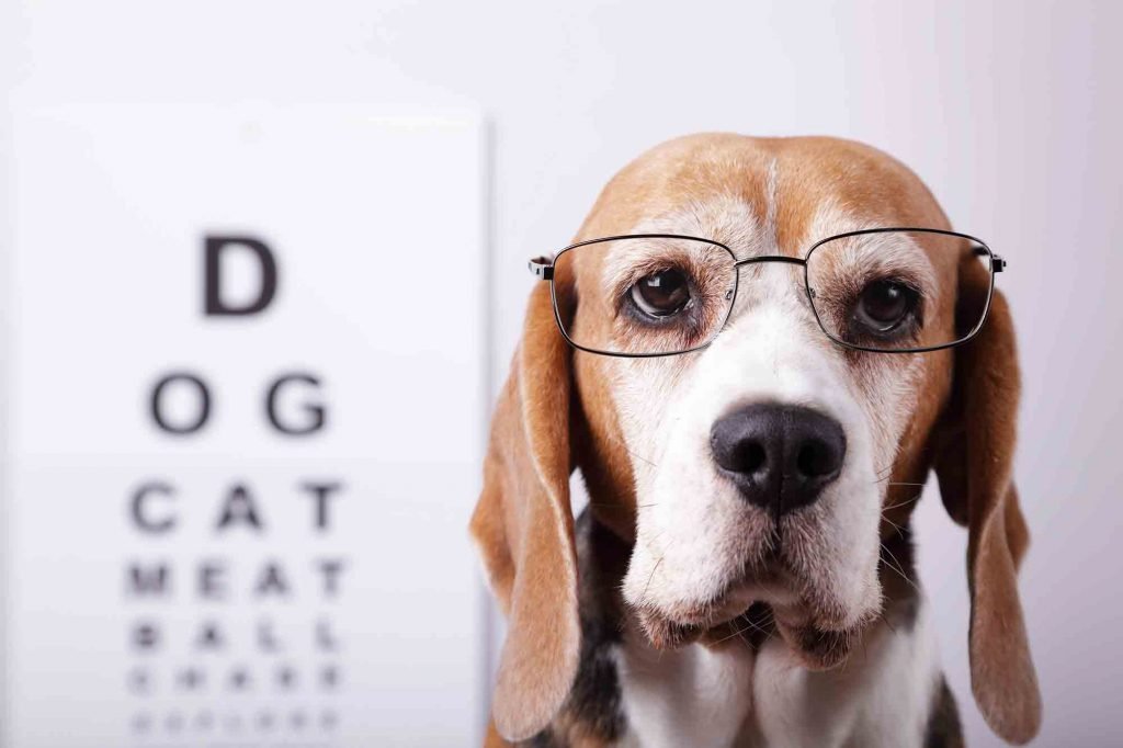 Pets Optical Haleness: Common Syndrome And Checks - ABK Grooming