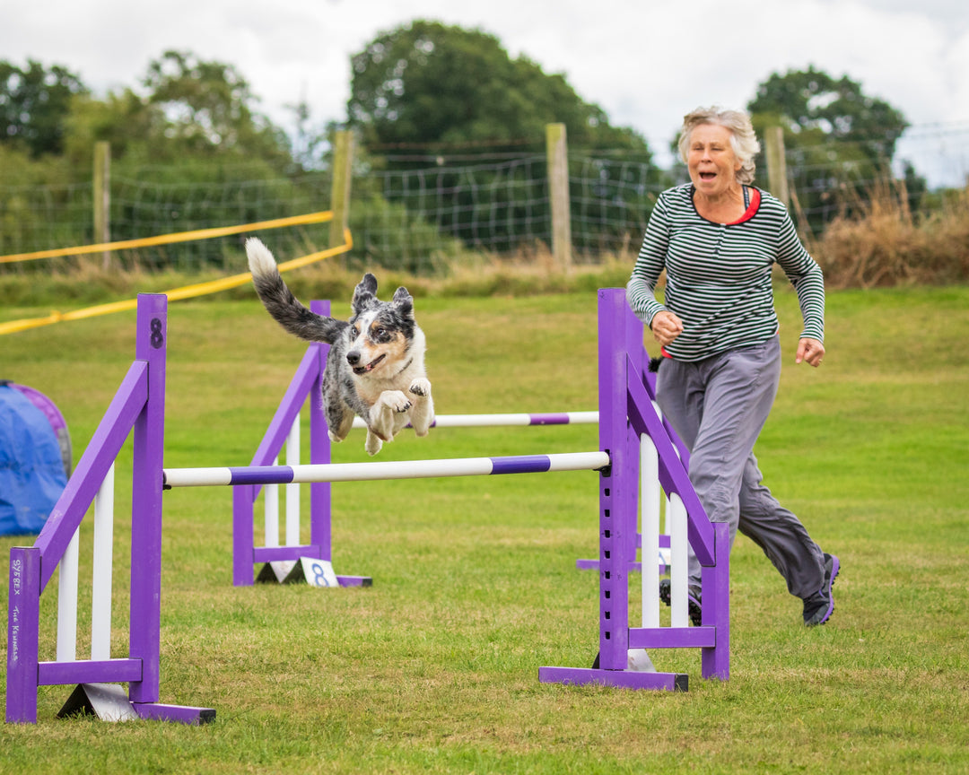 Agility Training For Dogs