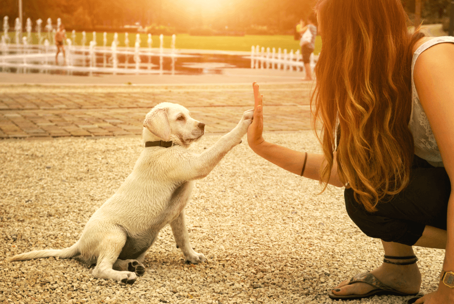 ABK’s Guide: Reinforcing Positive Behaviour in Puppies - abkgrooming