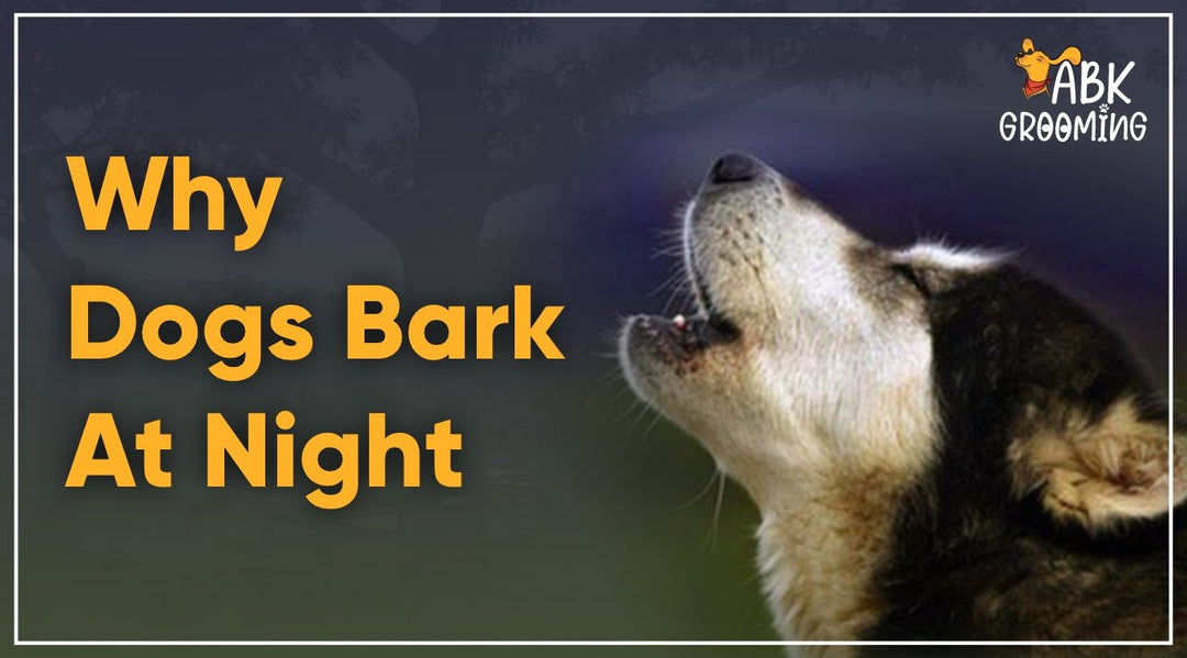 Why do dogs bark at night? - ABK Grooming