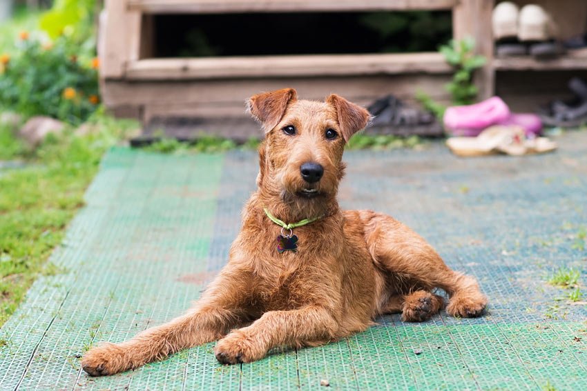 Why You Shouldn't Clip a Wire-haired Dog? - ABK Grooming