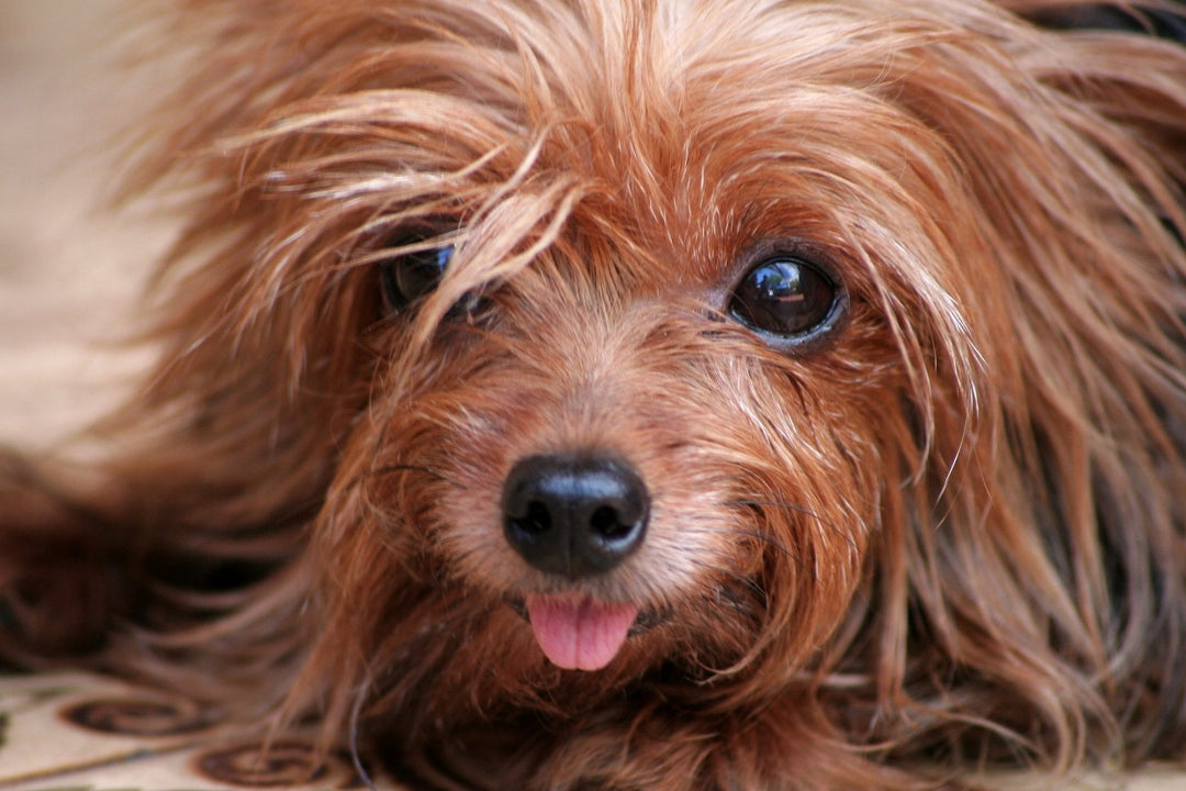 EASY WAYS TO DEAL WITH MATTED DOG HAIR - abkgrooming