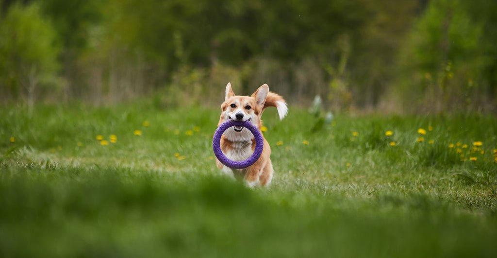 You Must Know These Dog Toy Categories - ABK Grooming