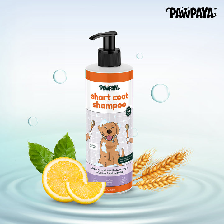 Pawpaya Short Coat Shampoo,  250 ml, Short coat shampoo for dogs, Dog shampoo for short coat, natural dog shampoo in India 2024,  gentle dog shampoo online, Buy best dog shampoo for large dogs, summer collections,  sulfate free shampoo, paraben free dog shampoo, shiny coat shampoo,