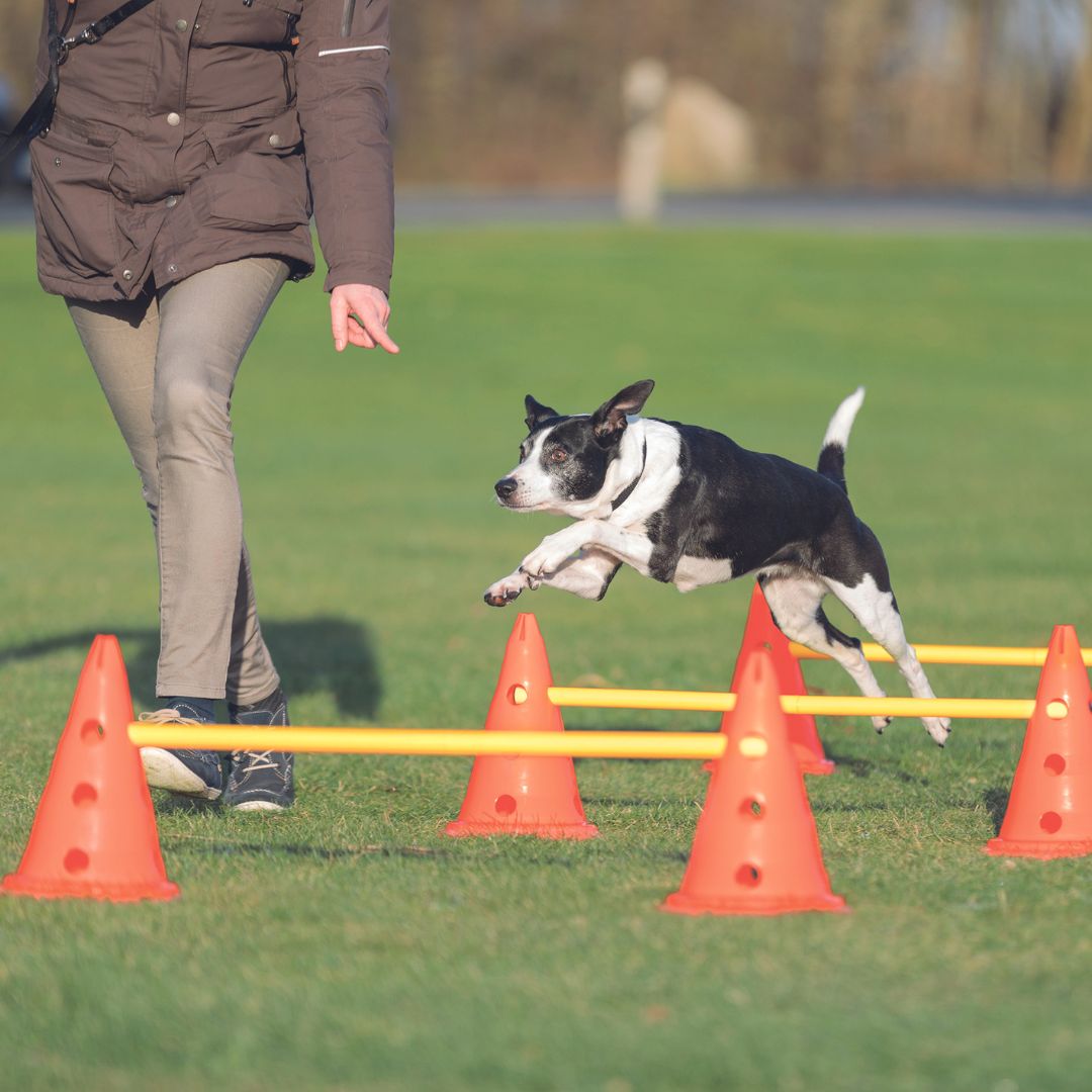 Trixie Dog Agility Training Obstacles - Pylon & Dog Poles