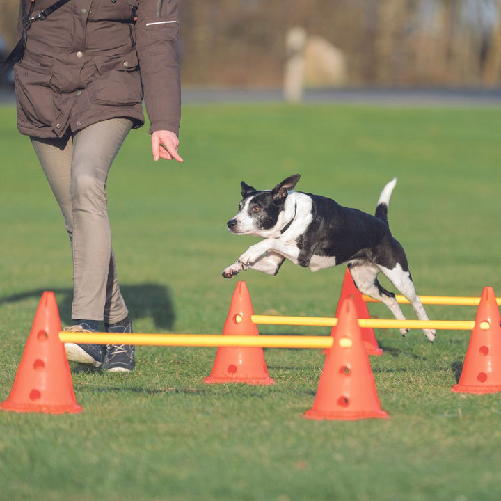 Close-up of a dog weaving through a slalom course created with Trixie Dog Poles, showcasing adjustable height settings