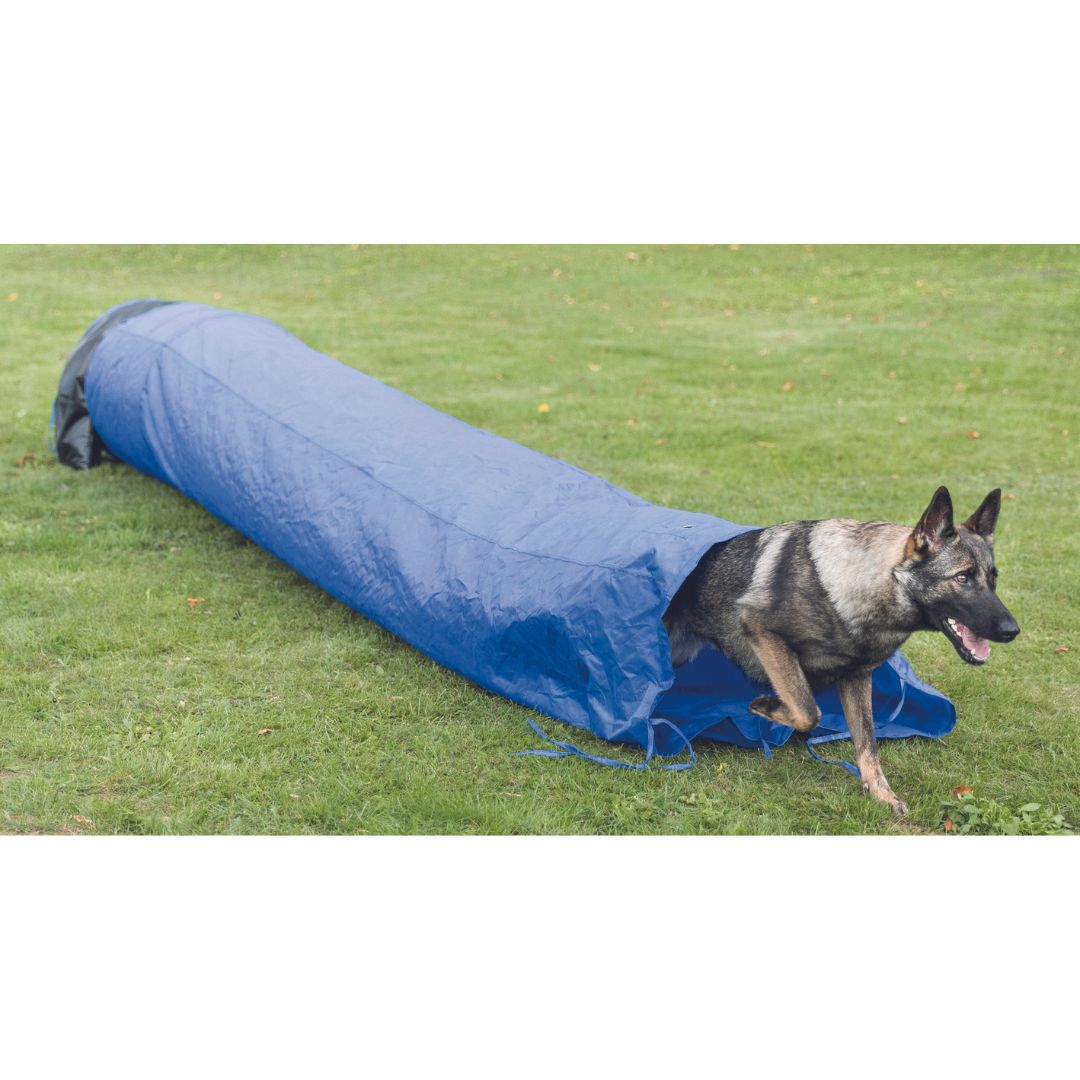 A dog enjoying energetic playtime by running through a blue Trixie Dog Agility Sack Tunnel