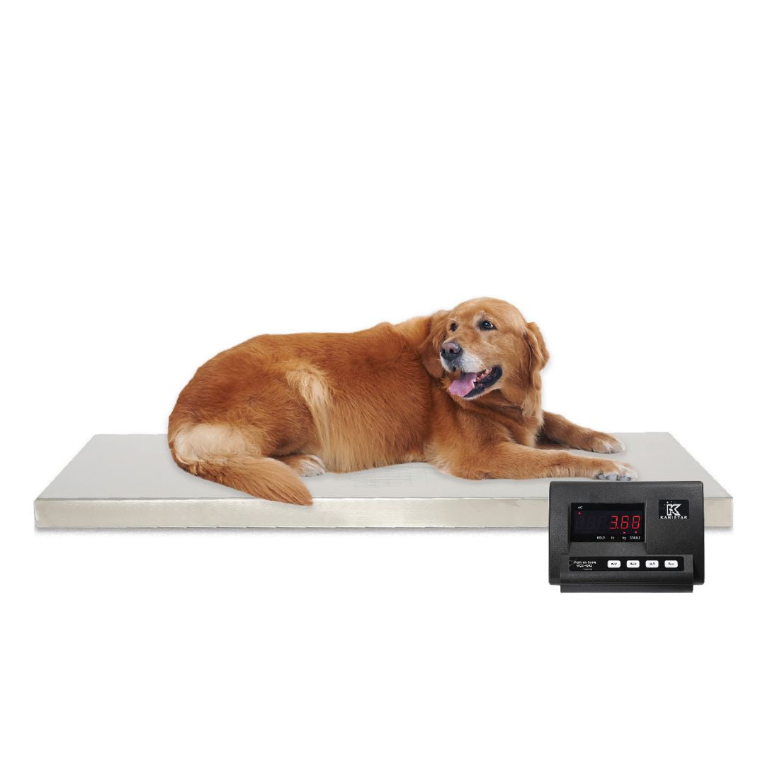 Large Pet Walk-On Weigh Scale for Easy Weight Measurement (ABK Grooming): An image of a large dog walking onto an Aeolus Mars Walk-on Animal Weigh Scale from ABK Grooming. Highlight the large platform and stainless steel construction. Effortlessly weigh your large pet with this walk-on scale! Shop Now at ABK Grooming!