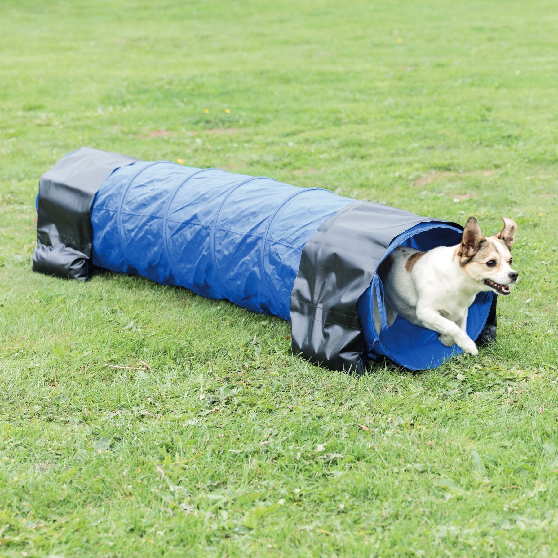 Portable dog shop agility equipment